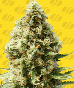 Frosted Guava Auto - 5-pack