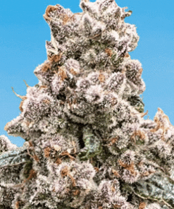 Frosted Raspberries S1 - 6-pack