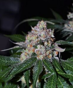 Frosty Acai Mintz