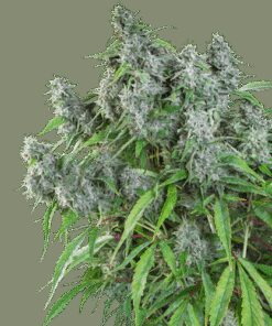 Frosty Friday - 12-pack