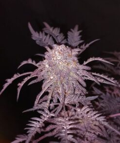 Frosty's Purple Freak - 6-pack
