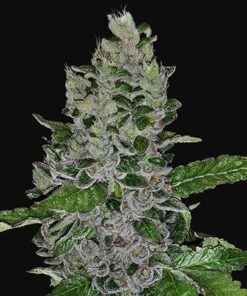 Frozen Afghan Mintz - 5-pack