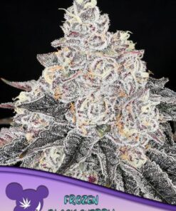 Frozen Black Cherry