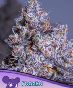 Frozen Black Cherry Auto