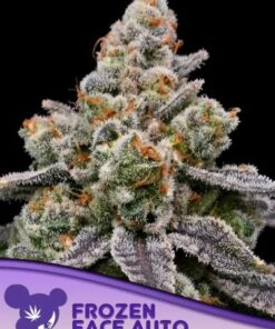 Frozen Face Auto