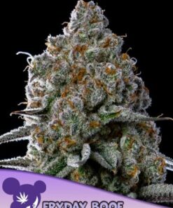 Fryday Boof - 5-pack