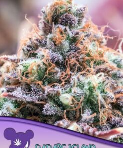 Future Island - 5-pack