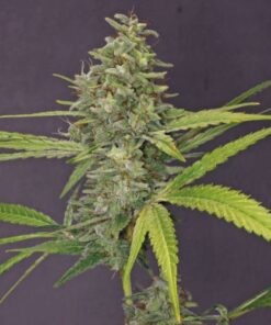 G13 Haze - 10PACK