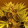 G13 Haze - 15PACK