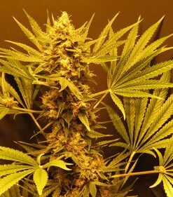G13 Haze - 15PACK