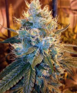 Ganja Farmer OG