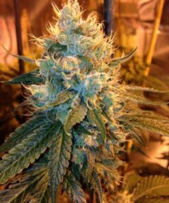 Ganja Farmer OG - 5PACK