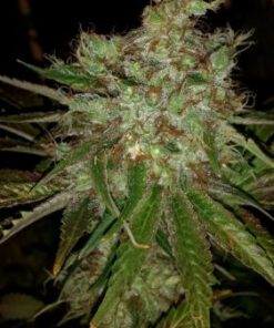 Garlic Cheese - 5-pack