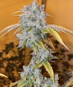 Garlic Cookies - 5-pack