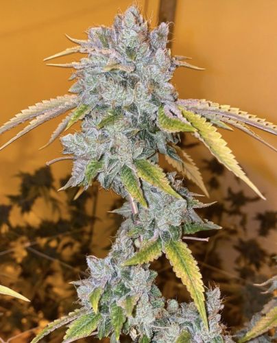 Garlic Cookies - 5-pack