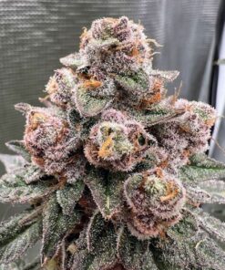 Garlic Fusion - 3-pack