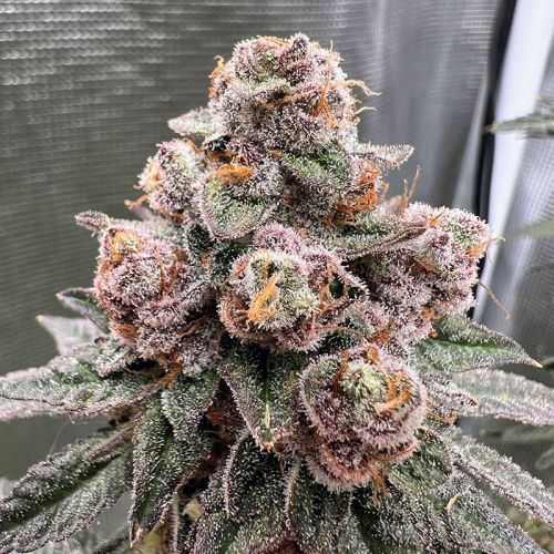 Garlic Fusion - 3-pack