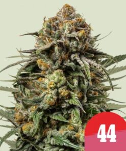 Gelato 44 - RQS x Tyson 2.0