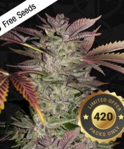 Gelato Cake - 5-pack