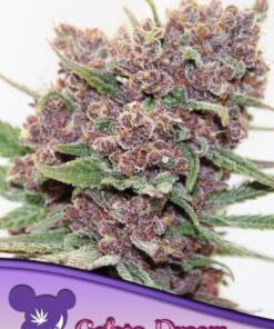 Gelato Dream - 5-pack