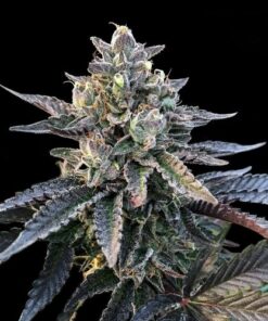 Gelato Sorbet - 5PACK