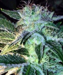 Ghost of Lee Roy - 12PACK