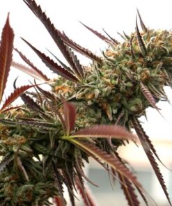 Ghost of NYC - 3-pack