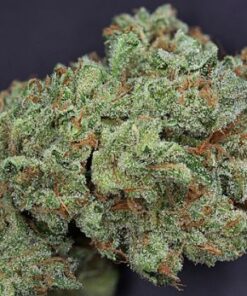 Ghost Train Haze #1 - 12PACK