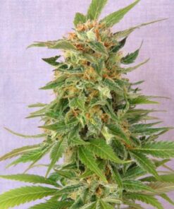 Ginger Punch Auto - 5PACK