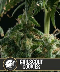 Girl Scout Cookies - 6-pack
