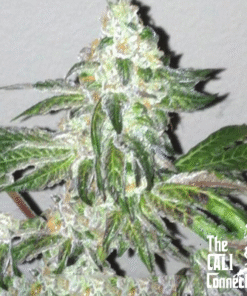 Girl Scout Cookies - 6PACK