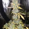Girl Scout Kush Auto - 5-pack