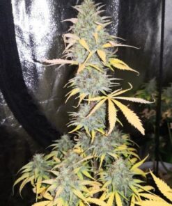 Girl Scout Kush Auto - 5-pack