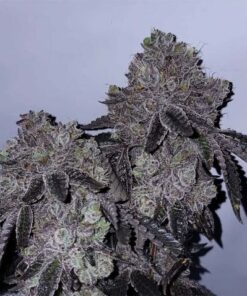 Glue Fire Cookies - 11-pack