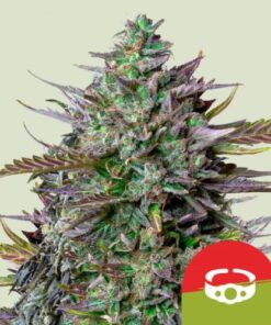 GOAT'lato Auto - RQS x Tyson 2.0 - 5-pack