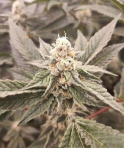 Golden Pussy - 5PACK