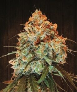 Golden Tiger - 5-pack