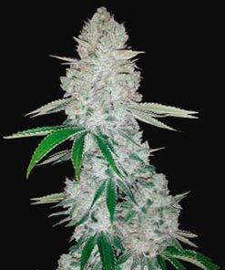 Gorilla Auto - 5-pack