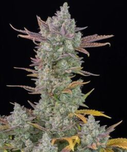 Gorilla Cookies Auto - 5-pack