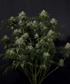 Gorilla Cookies Fast Flowering - 5-pack