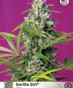 Gorilla Girl Fast Version