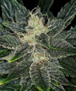 Gorilla King Auto - 5-pack