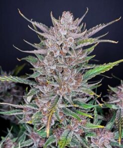 Gorilla Punch - 5-pack