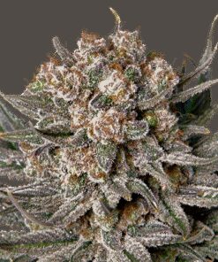 Gorilla Super Glue - 5-pack