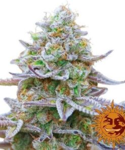 Gorilla Zkittlez - 3-pack