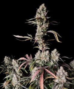 Gorilla Zkittlez Auto