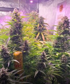 Gorilla Zkittlez Auto