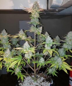 Gorilla Zkittlez Auto