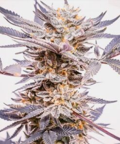 Grand Daddy Purp - 10-pack