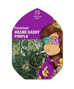 Grand Daddy Purple - 5-pack